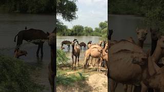 Camels @ pond #shorts