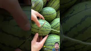 Cara unik menikmati buah semangka #shorts