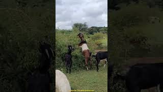 How goats climb long branches to eat leaves & flowers? #rare #trending Subscribe TrulyWild now