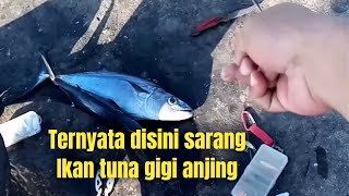 TAK TERDUGA !! Mancing ikan Gt malah disambar tuna gigi anjing disaat angin kuat dan arus kencang