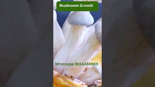 Mushroom Growth | Short Video | Modern Kheti