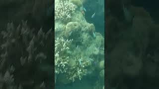 #shorts #video #viral #trending #shortsvideo #trendingshorts #underwater #scubadiving #tranding