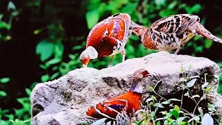 Elliot's Pheasant, endemic to southeastern China, nostalgic for landscapes in tropical forests