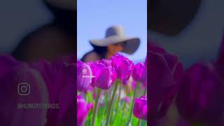 Tulip Festival 2k24🌹🌷🌸🌺🌻 #shorts #viralvideo #ytshorts