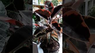 #FICUSELÁSTICAVARIEGADA #garden #plantas #jardín #maceta #variegata #youtubeshorts