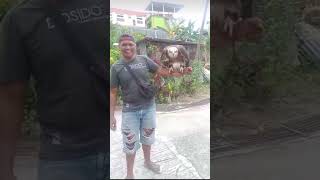 BURUNG LANG YANG SANGAT JINAK#shortvideo