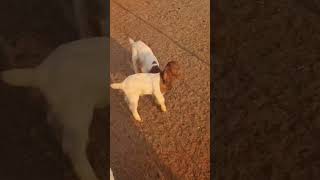 Cute Baby Goats Fighting🙊🙈 #shorts #caprinos #bakra #chivo #fazendas #goat #cabros #cabras #farm