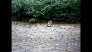 Squirrel and Chipmunk on Patio