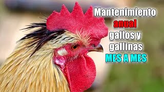 Mantenimiento gallos anual mes a mes