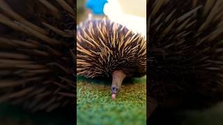 Echidna | unusual animals #shorts #shortvideo #echidna