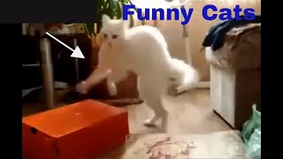 funniest cats