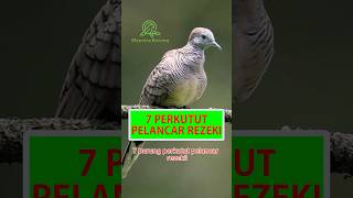 7 Burung Perkutut Pelancar Rezeki #shorts #perkutut #burungperkutut #katuranggan #perkututlokal