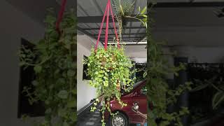 Hanging Plants | Plants For Hanging Garden | #Shorts