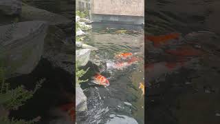 Super #koi #koifish #koipond #koifarm #fish #aquarium #fishing