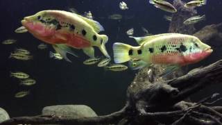 Hemichromis Fasciatus fry update 09162016   Havoc & Widow