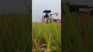 Kubota🌾 harvester 🌾 কৃষি জন্তুর 😎 হুগলী হারভেস্টার লোকাল সর্টস ভিডিও 😎 pelesh subscribe my channel