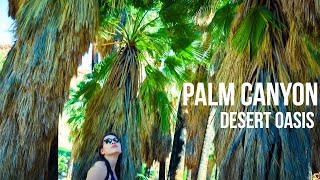 Exploring A Desert Oasis! Palm Canyon (California Part 3)