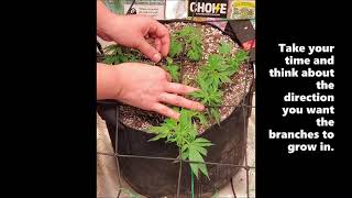 #SMGTraining Pre Scrog Technique -The Final Steps-Week 7 of Veg- #shieldmaidensgarden