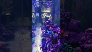 Speed Cleaning 6 Foot Reef Tank #reeftank #saltwateraquarium #asmr #timelapse #cleaning