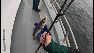 Memorial Day - Eastman's Fishing #cod #fishing #deepseafishing #maine #fish