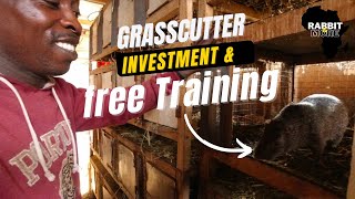 Grasscutter Investment & Free Training ||  Grasscutter Farming in Ghana