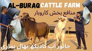 Profitable Cattle Farming in Pakistan-Tips and Strategies for success