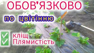 Обов'язково обробіть 🍓полуницю 🍓перед цвітінням цими ПРЕПАРАТАМИ, а також під час цвітіння!