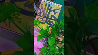 💛🌿Qalam Calligraphy #allahﷻ  #youtubeshorts #shortsvideo #like #share #susbcribe