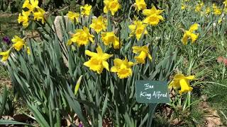 The Myth of the King Alfred Daffodil