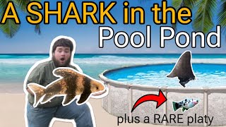 Adding a SHARK to my POOL POND (INSANE)!!