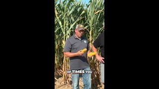 High vs. Low Management Corn