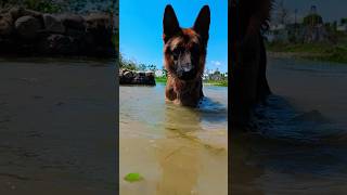 German shepherd dog swimming #viral #trending #music #youtubeshorts #shorts #short