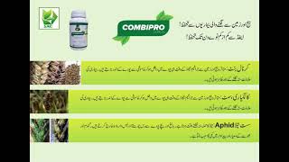 Combipro swat agro for wheat seed treatment in FS formulation | Kissan ghar | anti aphid and fungus