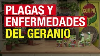 Plagas y enfermedades del geranio - COMPO Jardinería