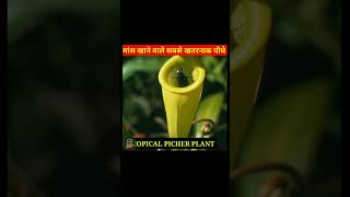 fact about mansahari kit मांस खाने वाले सबसे खतरनाक पौधे #shortvideo #short