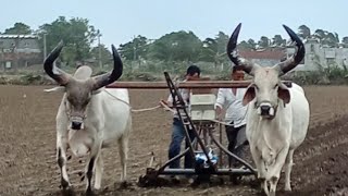 vadhiyara balad//kankrej balad//kankrej//son_of_farmers_07