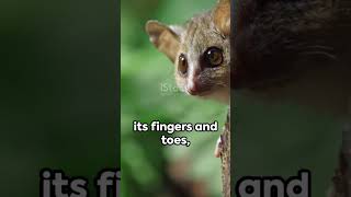 Leap of Faith: The Flying Lemur🐈‍⬛🐈‍⬛🐈‍⬛