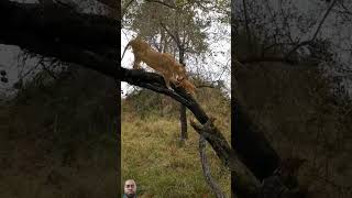 Today Lessons Tree Climbing!  #shorts #lioncubs #lion #animals #safari #wildlife #viralshorts