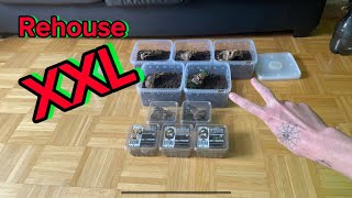 Rehouse XXL! Umzüge stehen an! Part 2/2