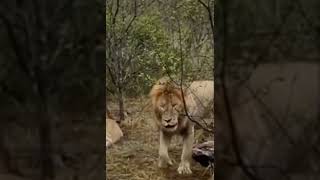 Male lion shows pride who's king. #shorts #lion