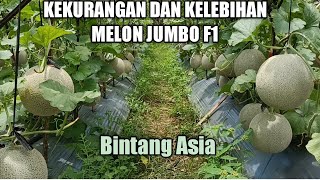 Melon Jumbo F1 kekurangan dan kelebihannya