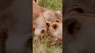 Lions Meeting & Greeting #shorts