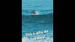 Dolphin jumping out of a wave!