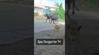 yah dekh lo😱😂 #shorts #shortsyoutube  #ajaydevgan #dog #viral