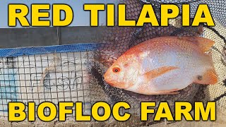 Visit of Red Tilapia Biofloc Fish Farm by Assammak's Shoukat Hussain