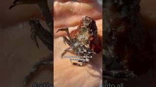 The Coolest Animals I Caught This Week! Part One… #shorts #trending #animals #explore #viral #ocean