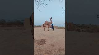 Big camel attack  😱#viral #animals##camel #shorts #crazy #dangerous #wow #wildlife