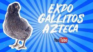 ✅ Como es una EXPO de GALLITOS AZTECA en Irapuato Guanajuato tambien encontramos gallinas de RAZA!!