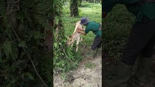 Penyuntikan vitamin merah sapi anakan.