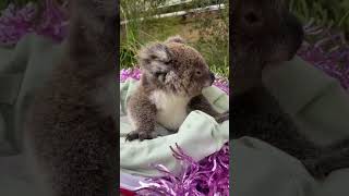 Koala kecil yang gemesin #shortvideo #yearofyou #shorts #koala